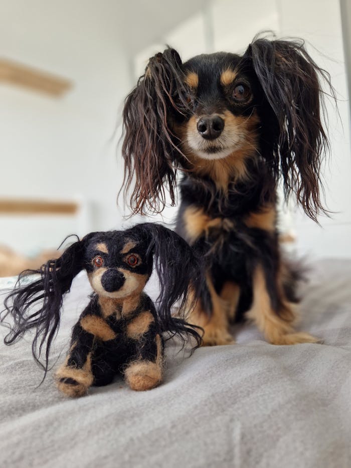 A Russian Toy Dog and Its Miniature Teddy Bear Likeness