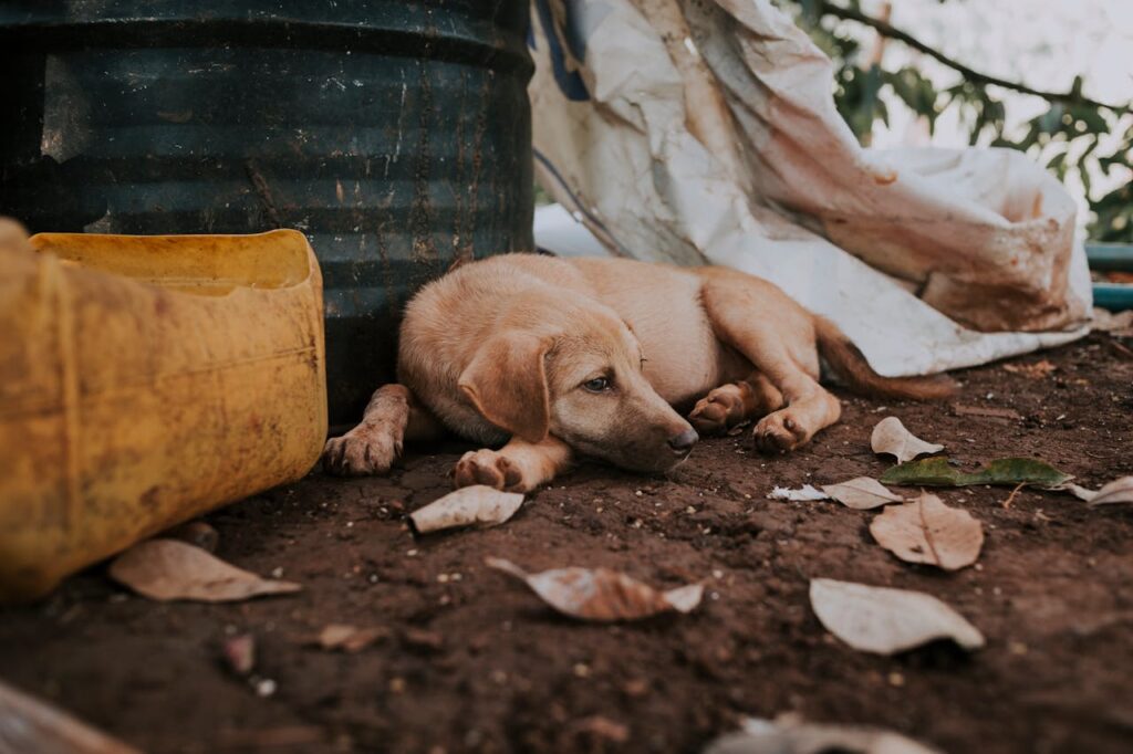 Sad homeless dog lying on street