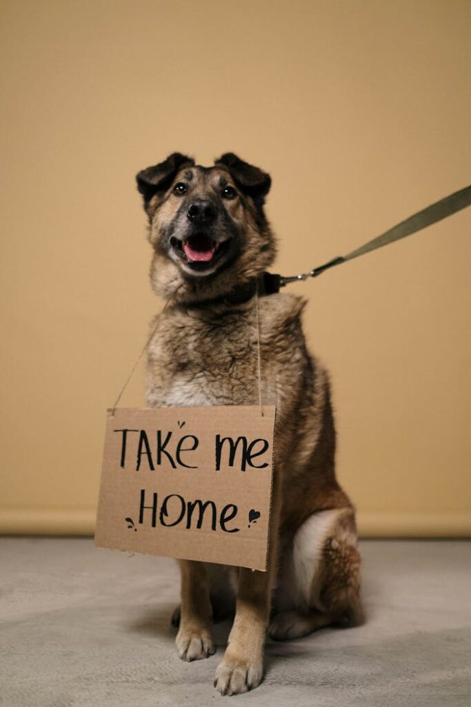 Photo of a Homeless Dog with a Message